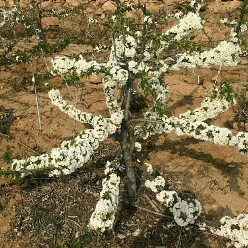 美早櫻桃苗圖片/美早櫻桃苗樣板圖 (1)