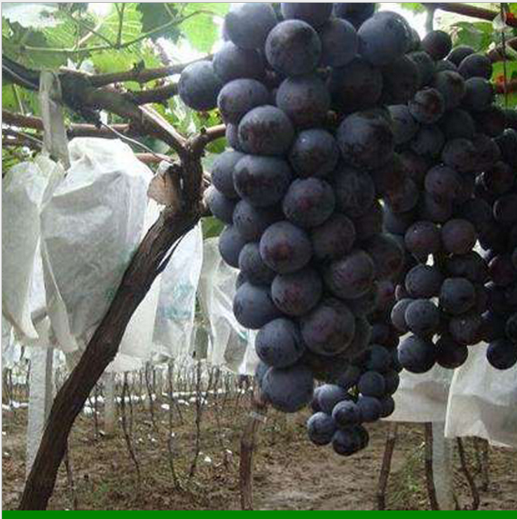 葡萄苗圖片/葡萄苗樣板圖 (2)