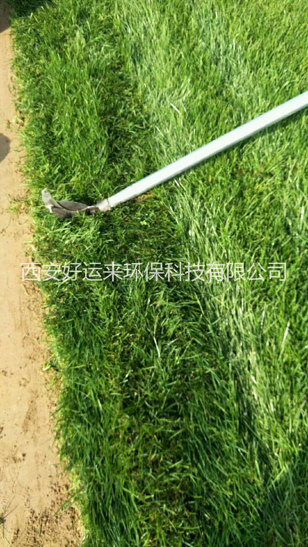 草皮草坪圖片/草皮草坪樣板圖 (4)