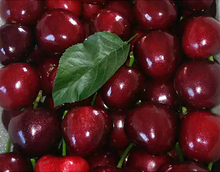 櫻桃苗圖片/櫻桃苗樣板圖 (4)