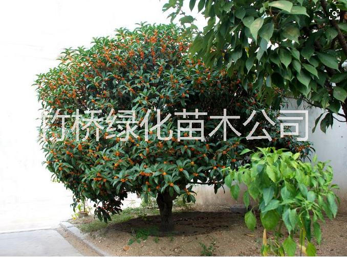 丹桂小苗圖片/丹桂小苗樣板圖 (4)