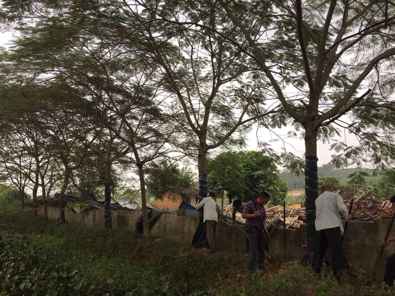 鳳凰木圖片/鳳凰木樣板圖 (2)