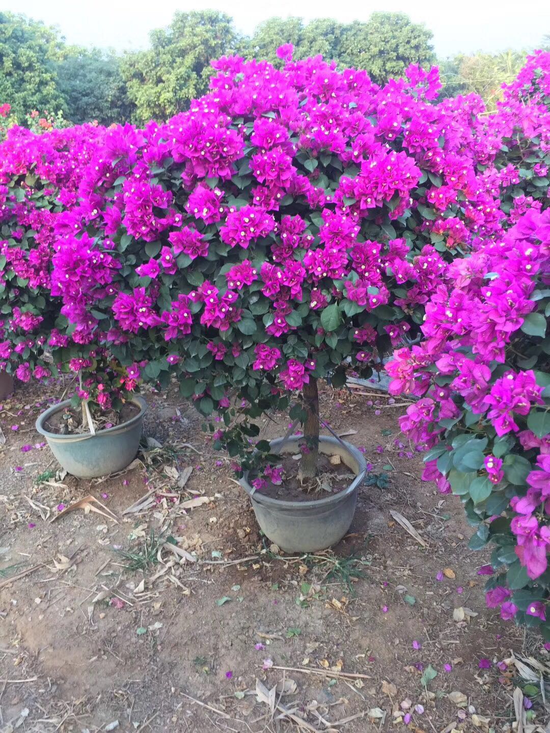 海南三角梅產(chǎn)品供應(yīng)圖片