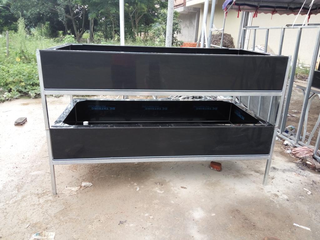 龜苗圖片/龜苗樣板圖 (1)