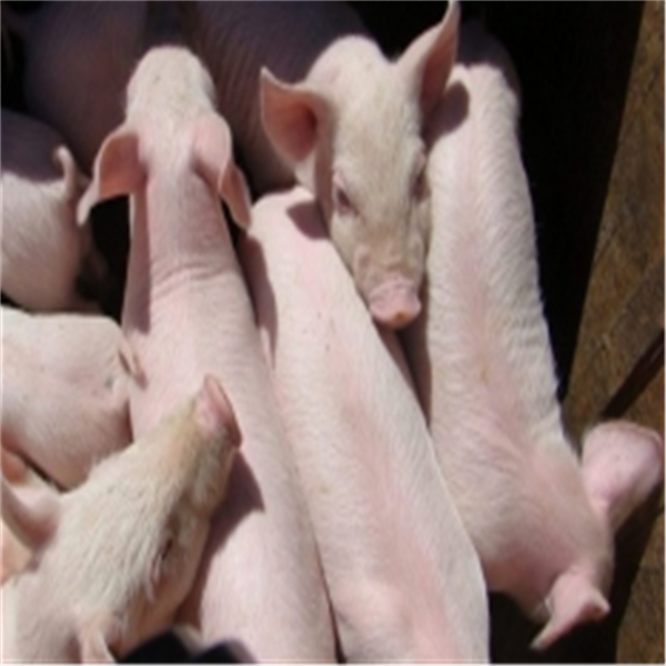 飼料專用硫酸鈣圖片/飼料專用硫酸鈣樣板圖 (4)