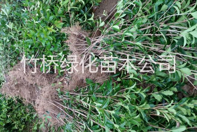 四季桂苗圖片/四季桂苗樣板圖 (2)