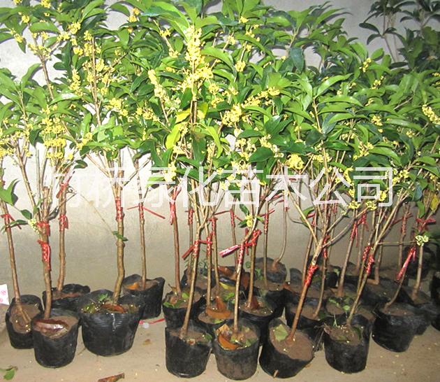 四季桂苗圖片/四季桂苗樣板圖 (4)