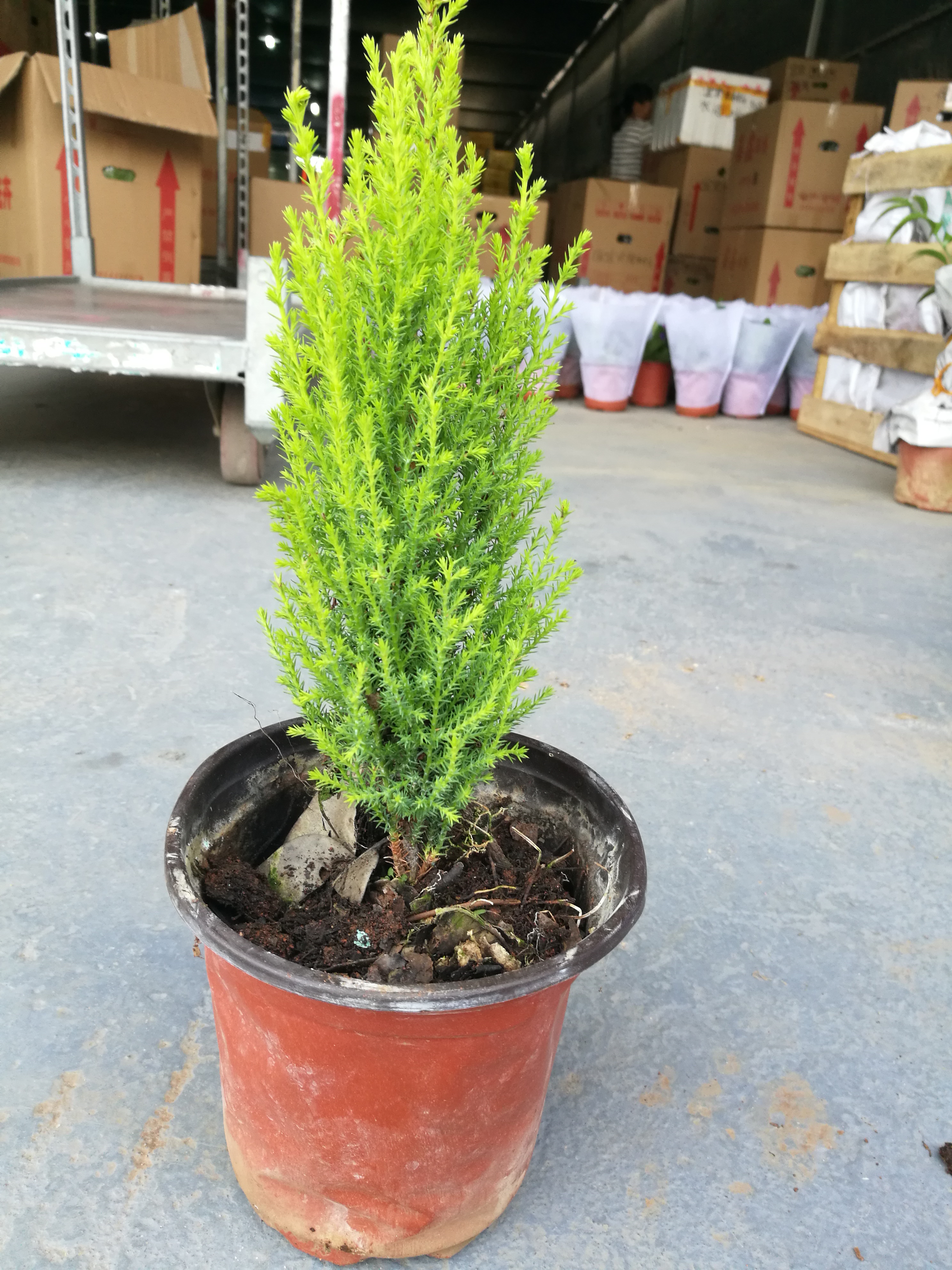 香松圖片/香松樣板圖 (2)