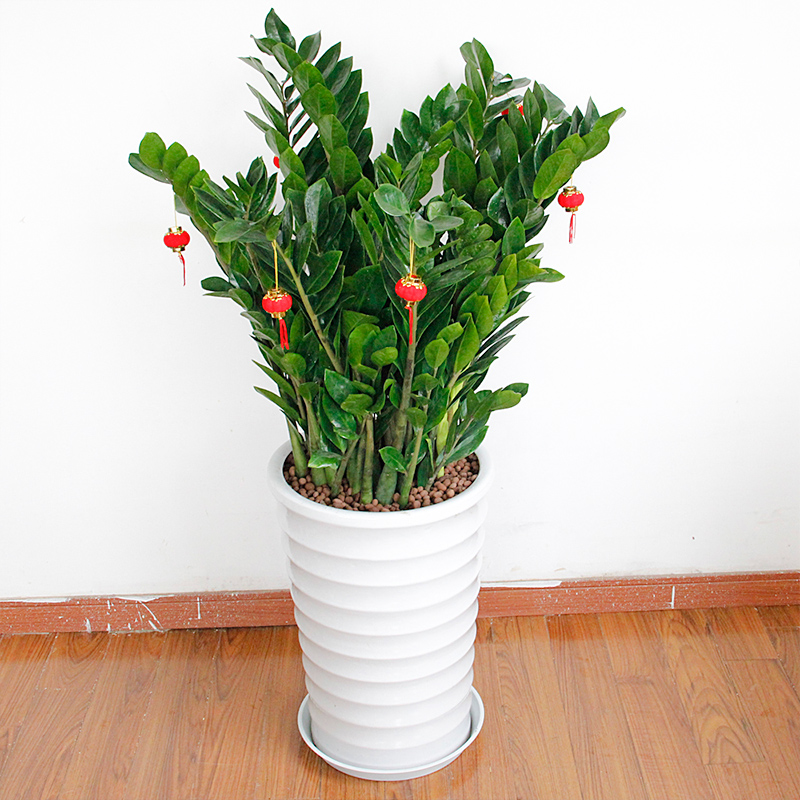 武漢寫字樓辦公室室內植物盆栽送貨圖片/武漢寫字樓辦公室室內植物盆栽送貨樣板圖 (2)