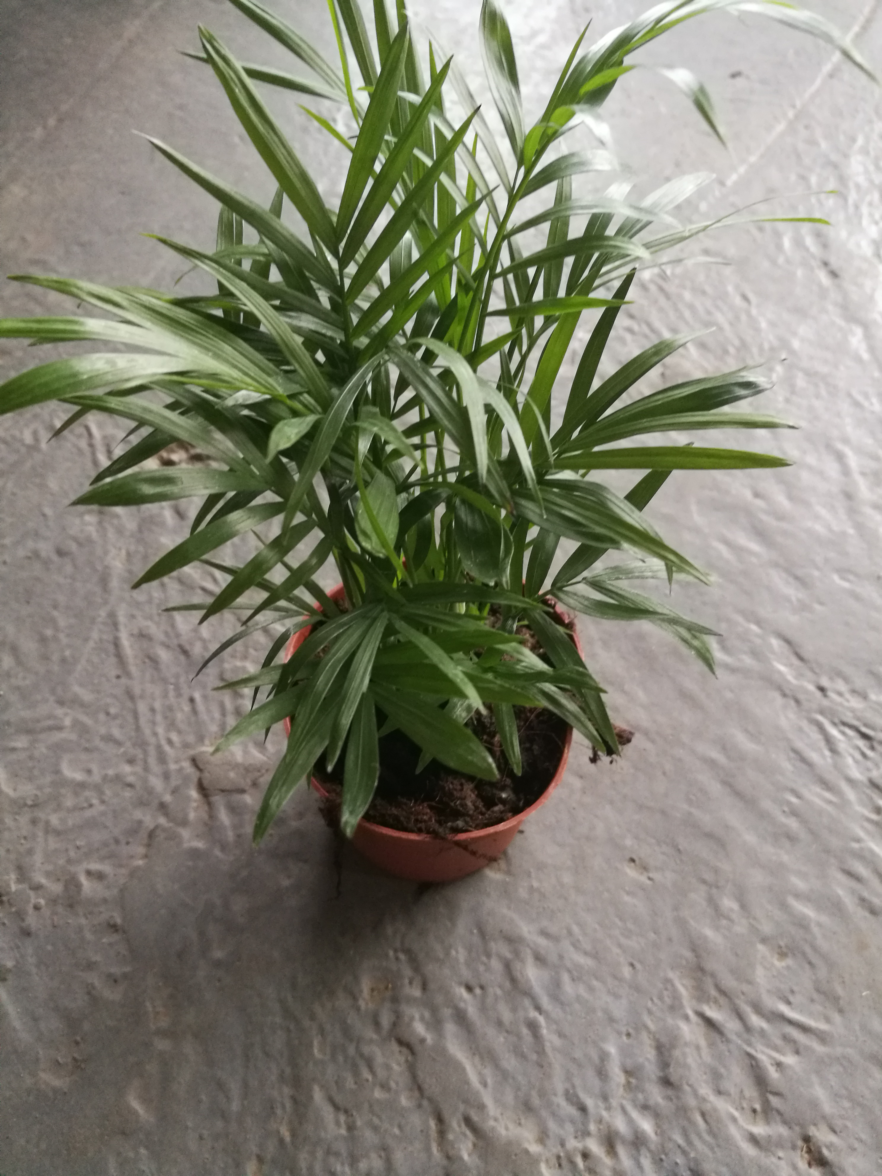 袖珍椰子圖片/袖珍椰子樣板圖 (1)