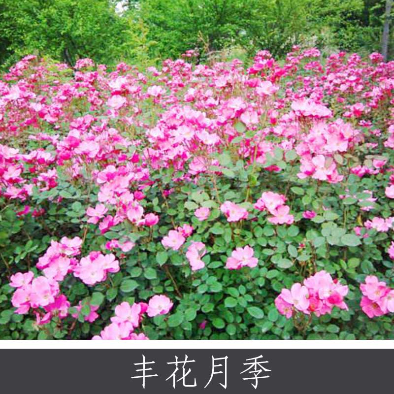 豐花月季圖片/豐花月季樣板圖 (3)