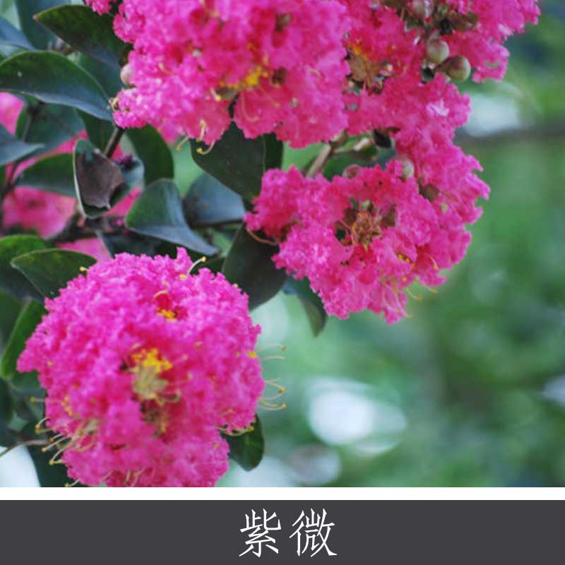 紫薇 國家珍貴環(huán)境保護植物 園林觀賞花木落葉喬木批發(fā) 量大價優(yōu)