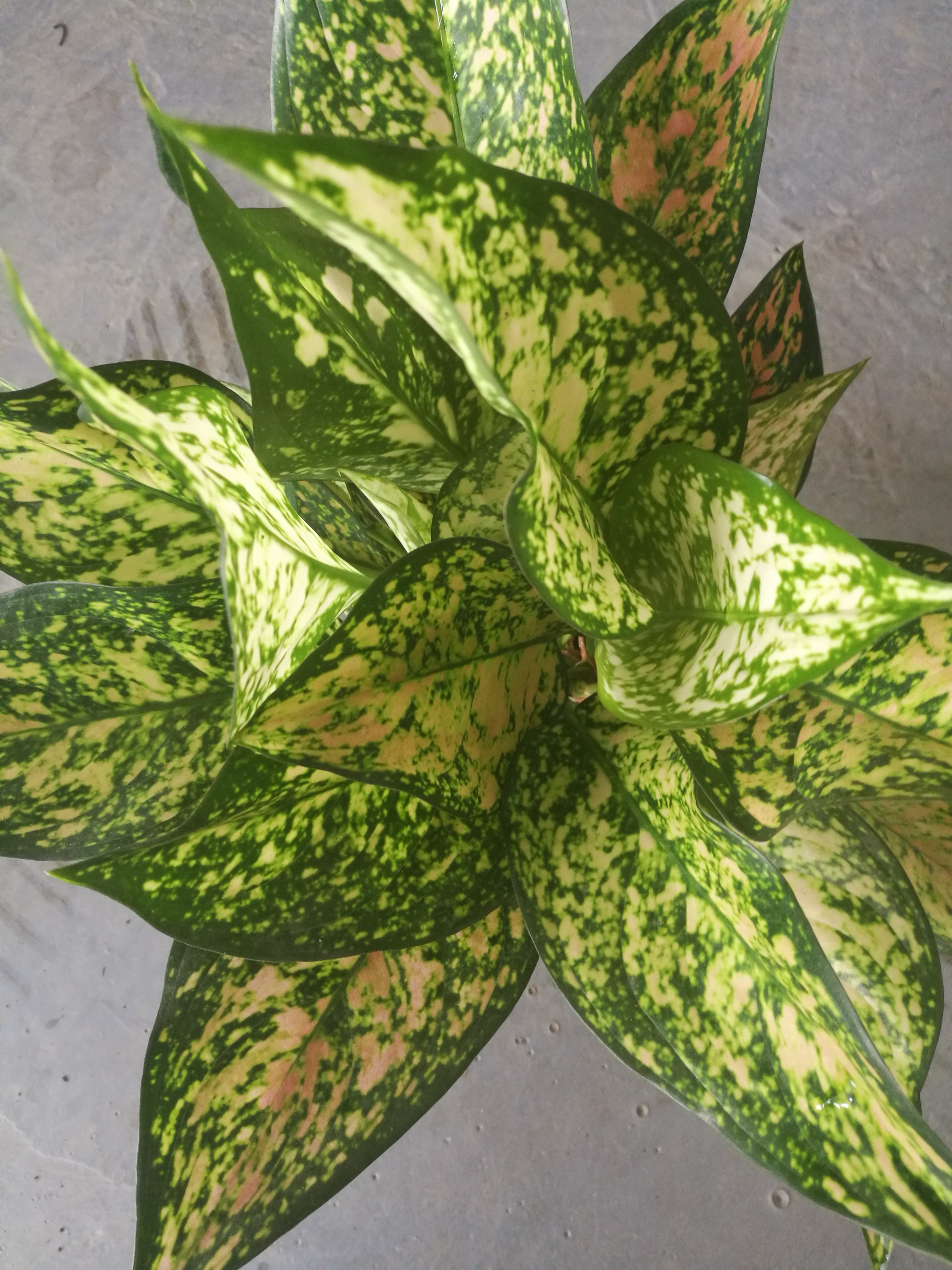 蝴蝶皇后圖片/蝴蝶皇后樣板圖 (2)