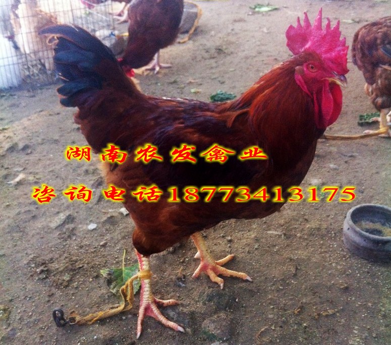 雞苗批發(fā)：紅玉公雞苗、九斤紅雞苗圖片