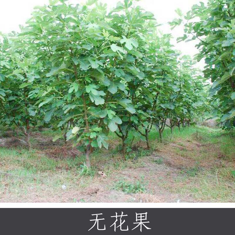 无花果