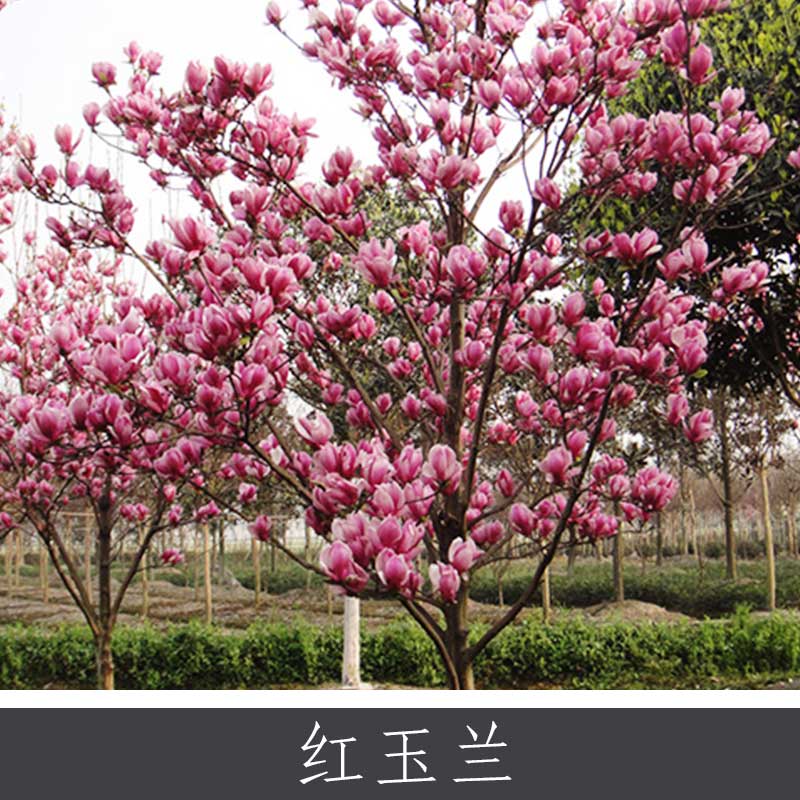 紅玉蘭圖片/紅玉蘭樣板圖 (2)