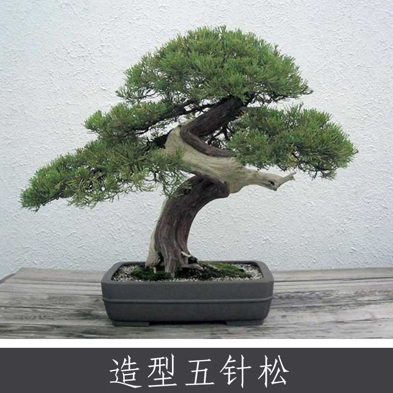 造型五針?biāo)蓤D片/造型五針?biāo)蓸影鍒D (1)