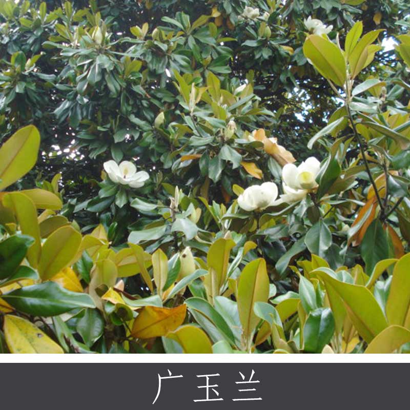 廣玉蘭圖片/廣玉蘭樣板圖 (2)