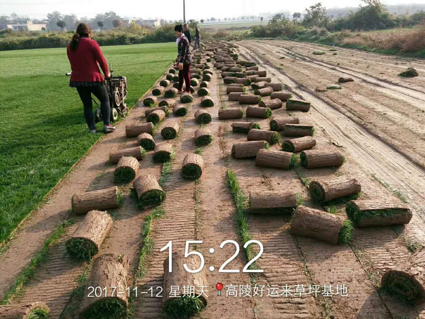 西安冬季草坪批發(fā)圖片/西安冬季草坪批發(fā)樣板圖 (2)