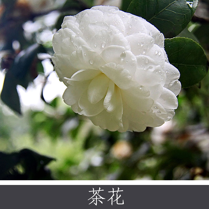 茶花
