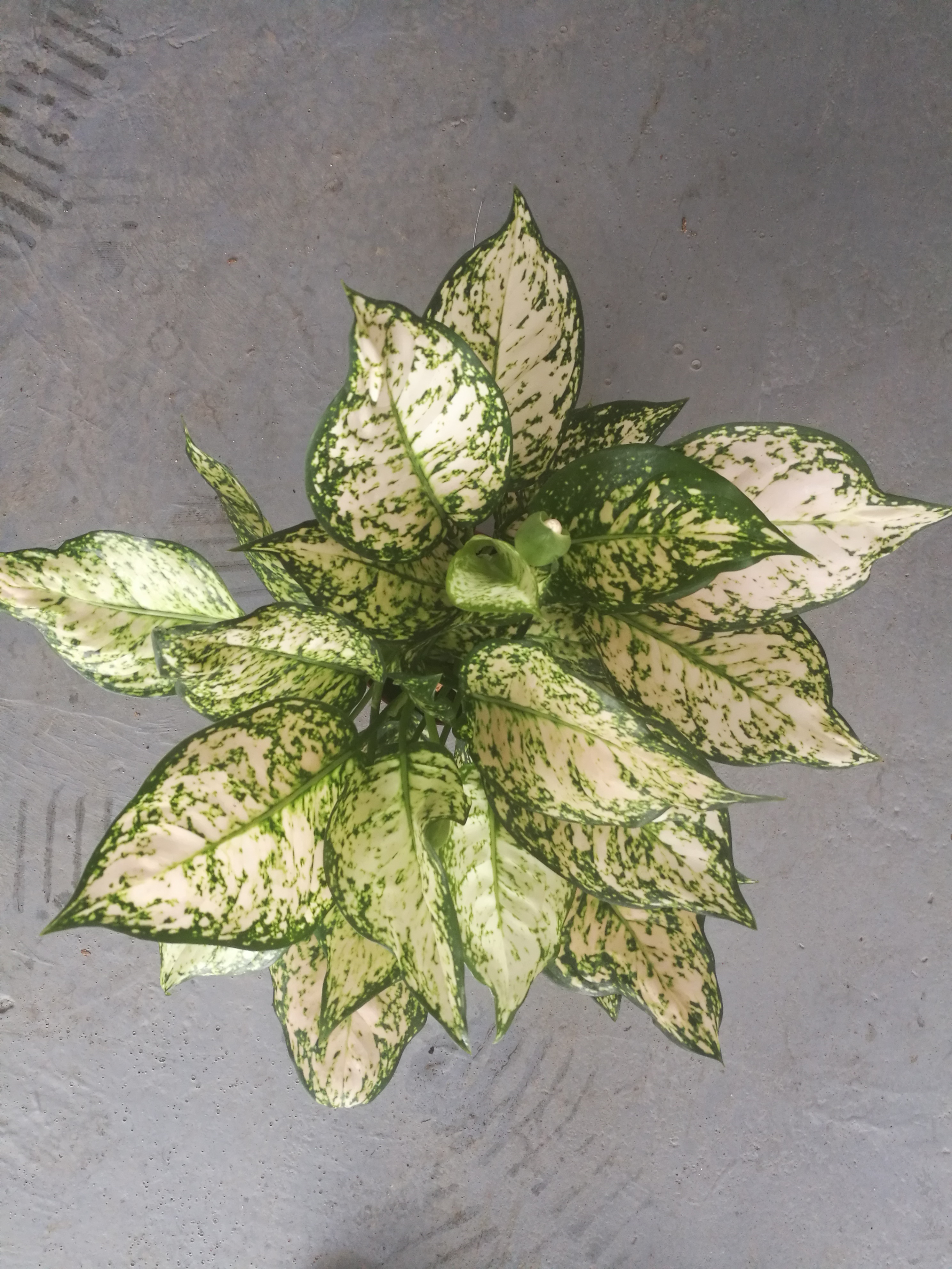 艾琳皇后圖片/艾琳皇后樣板圖 (2)