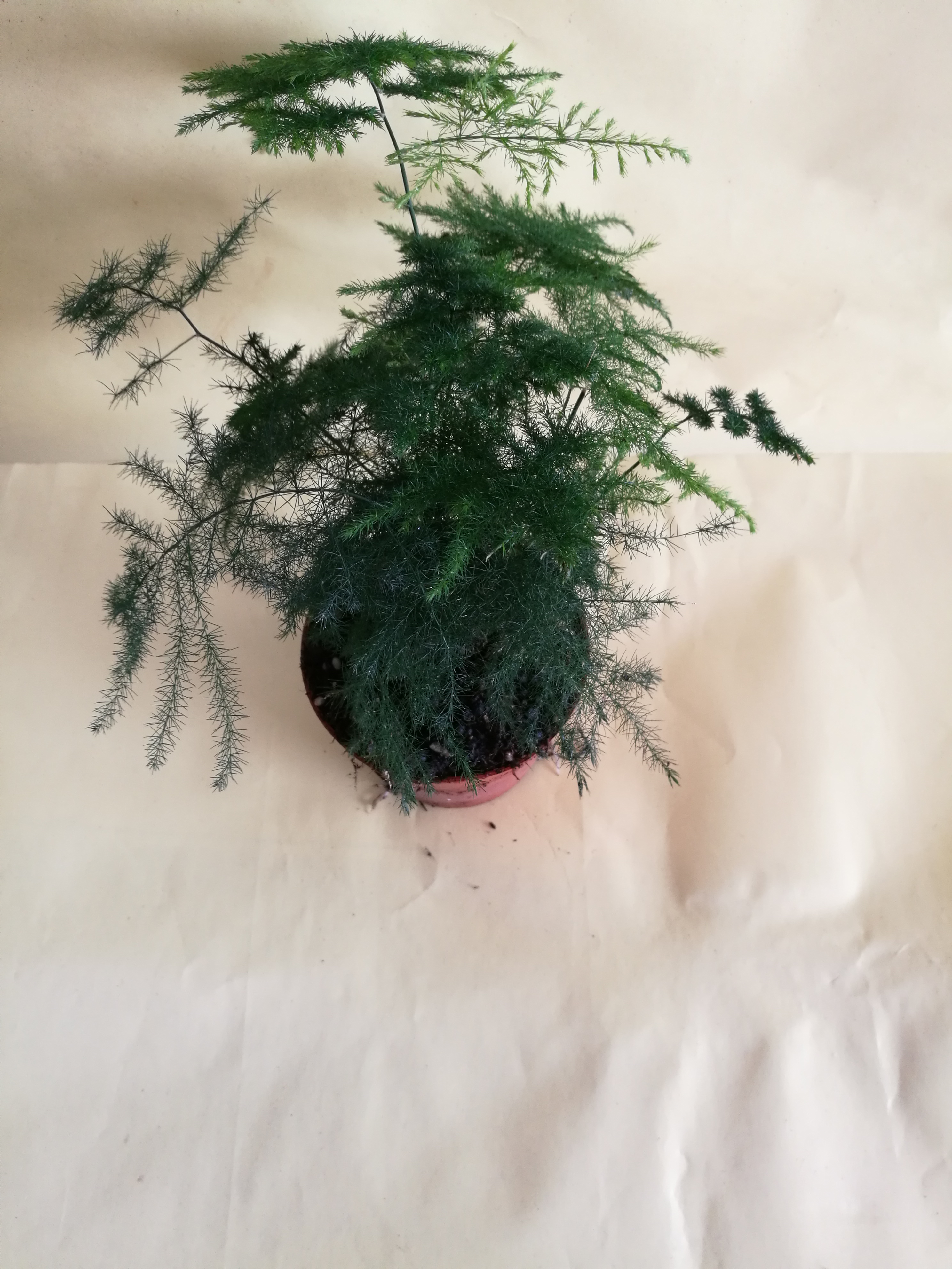 云片竹圖片/云片竹樣板圖 (3)