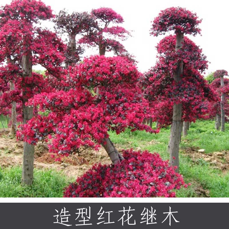 紅花繼木圖片/紅花繼木樣板圖 (4)