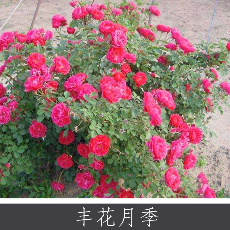 豐花月季 城市綠化觀賞藥用植物 常開月季花中皇后批發(fā) 量大價優(yōu)