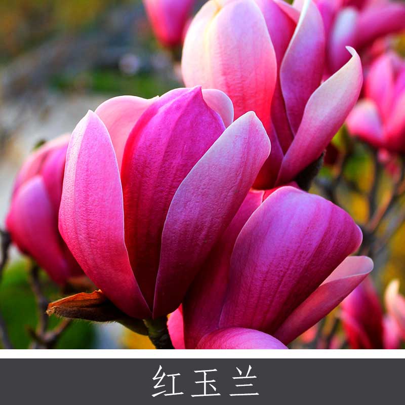 紅玉蘭圖片/紅玉蘭樣板圖 (1)