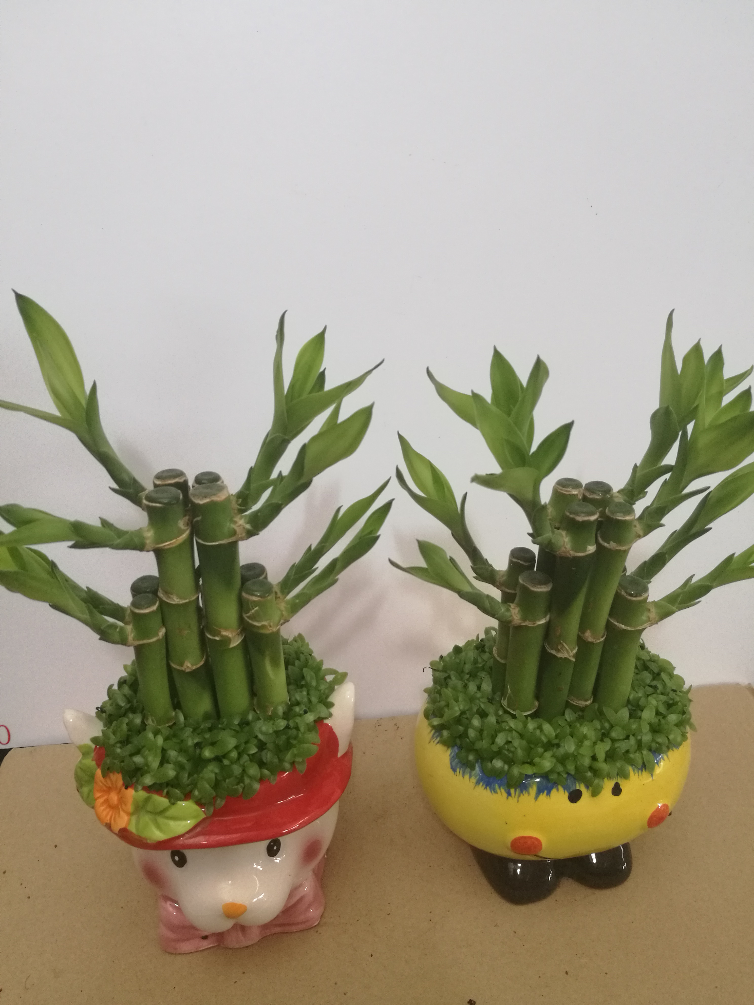 富貴竹