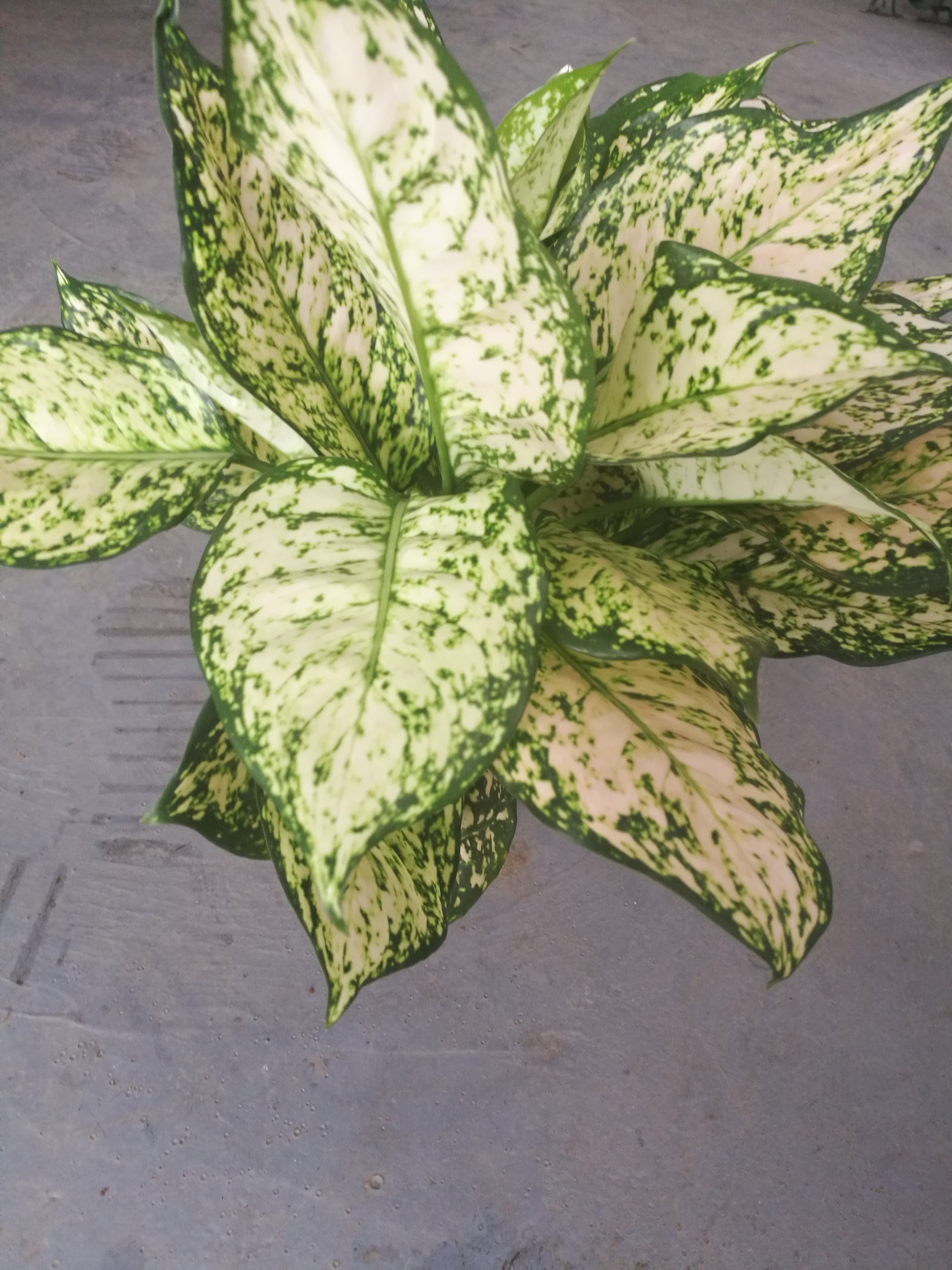 艾琳皇后圖片/艾琳皇后樣板圖 (3)