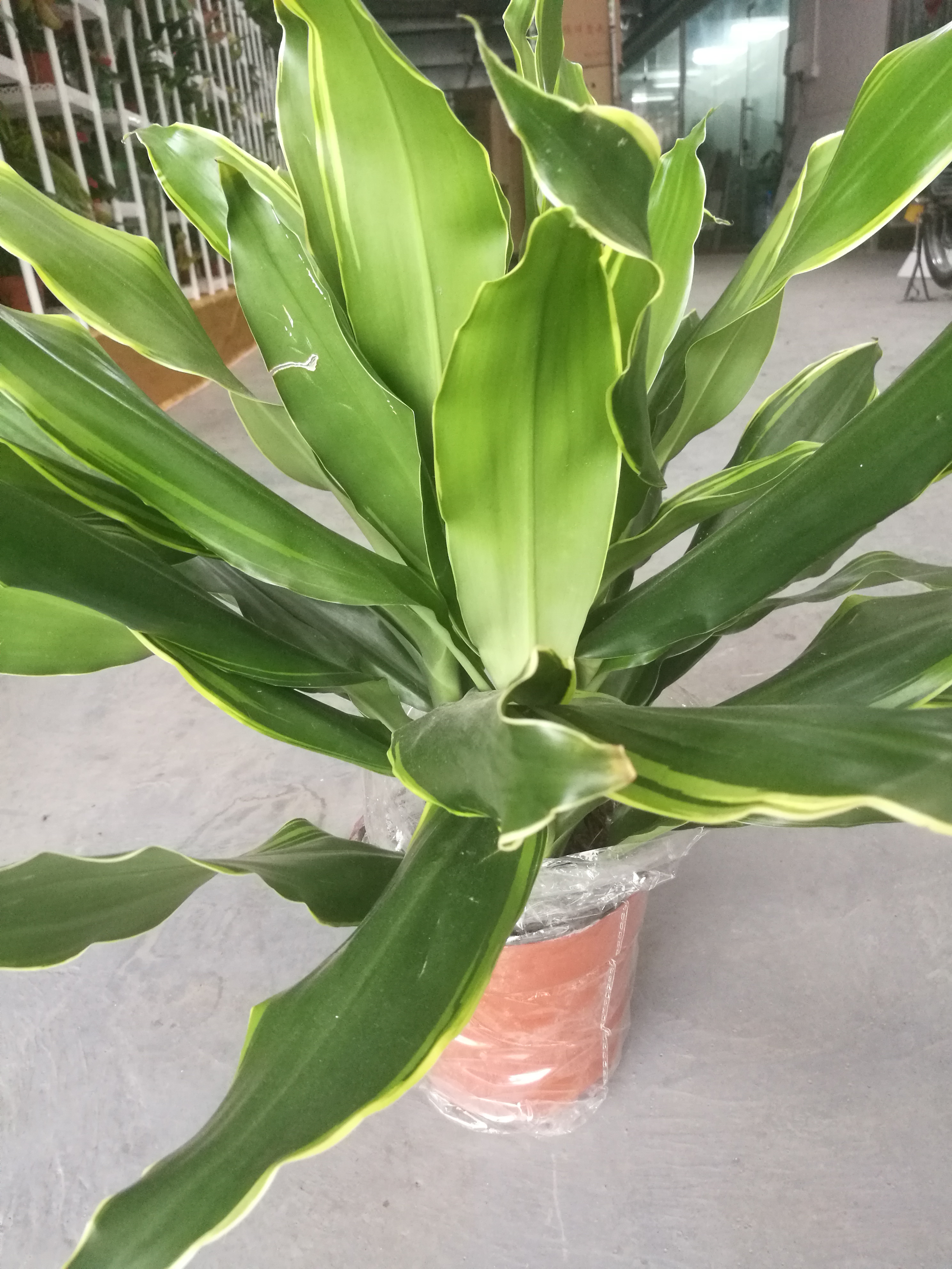 也門鐵圖片/也門鐵樣板圖 (3)