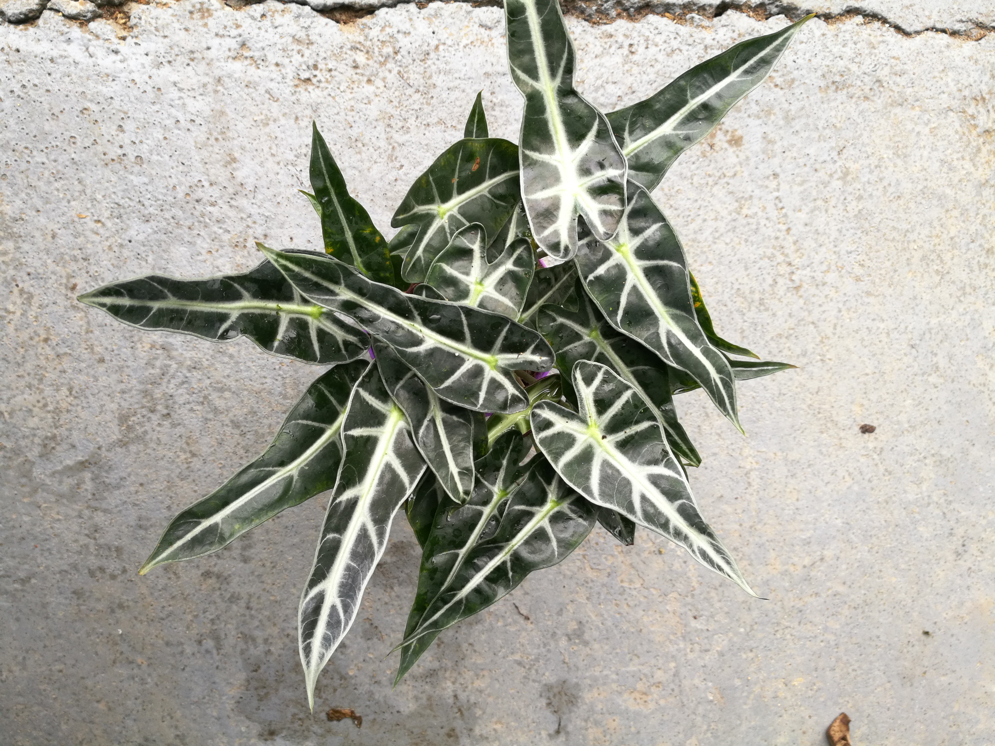 小仙女圖片/小仙女樣板圖 (1)