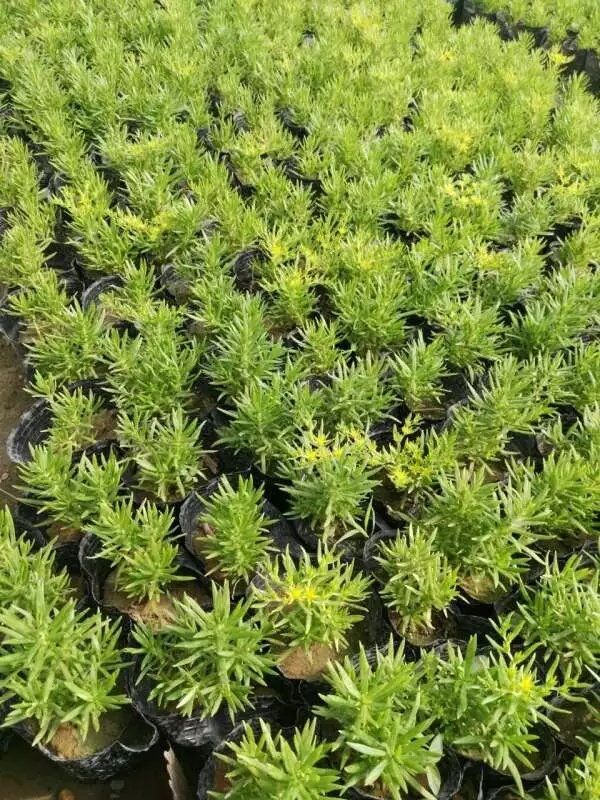 佛甲草圖片/佛甲草樣板圖 (3)