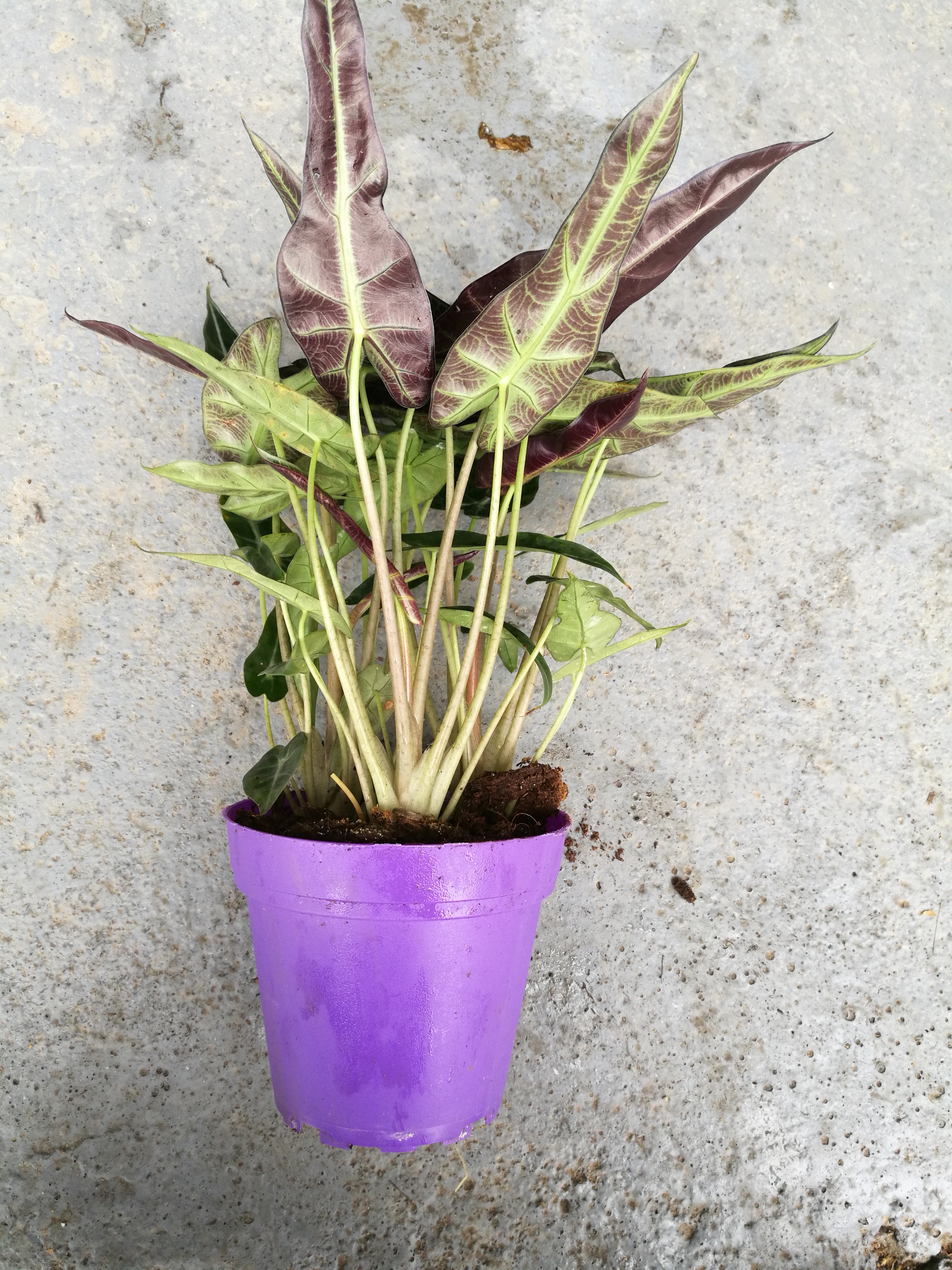 小仙女圖片/小仙女樣板圖 (3)