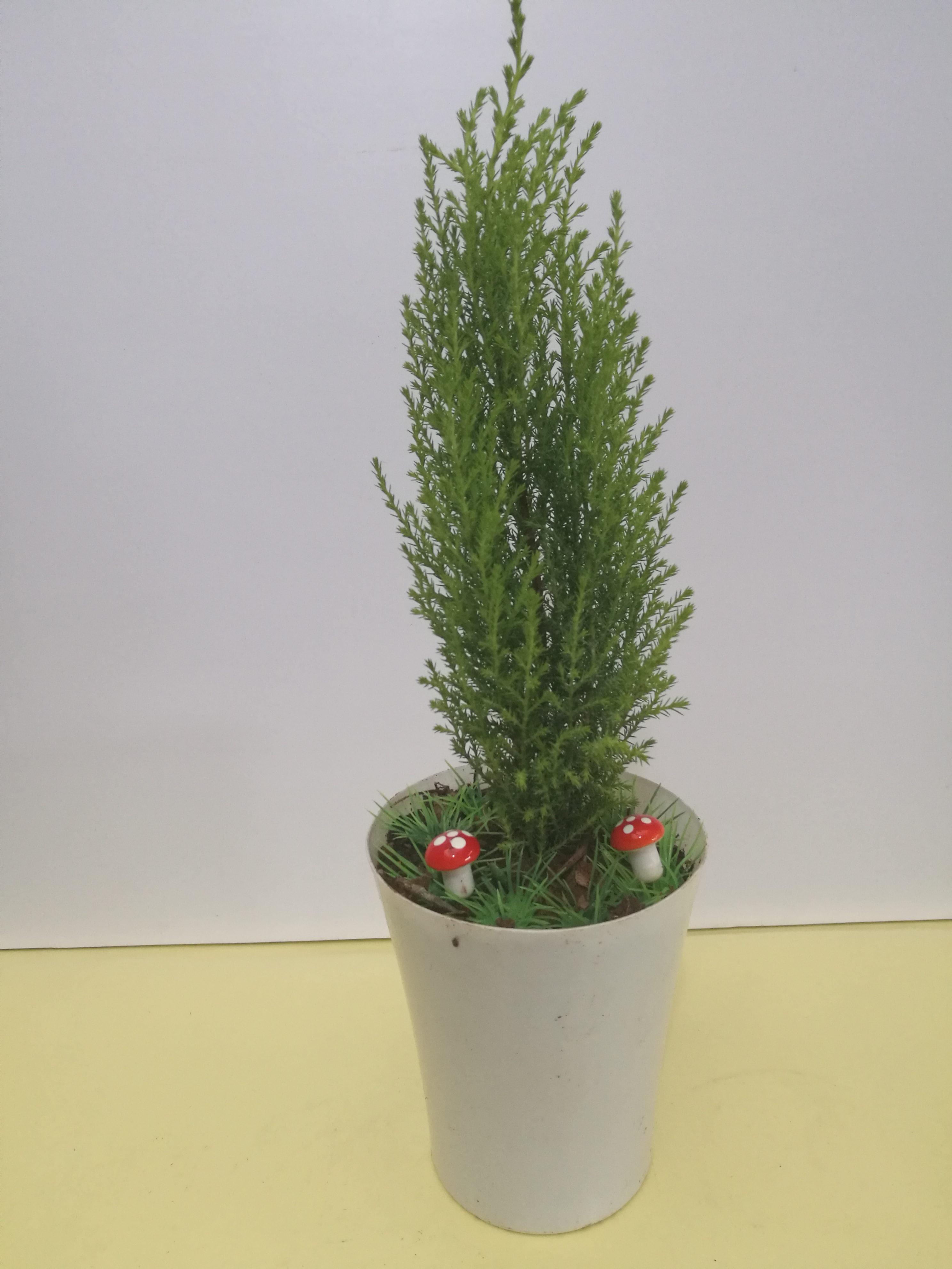 彩杯香松圖片/彩杯香松樣板圖 (2)