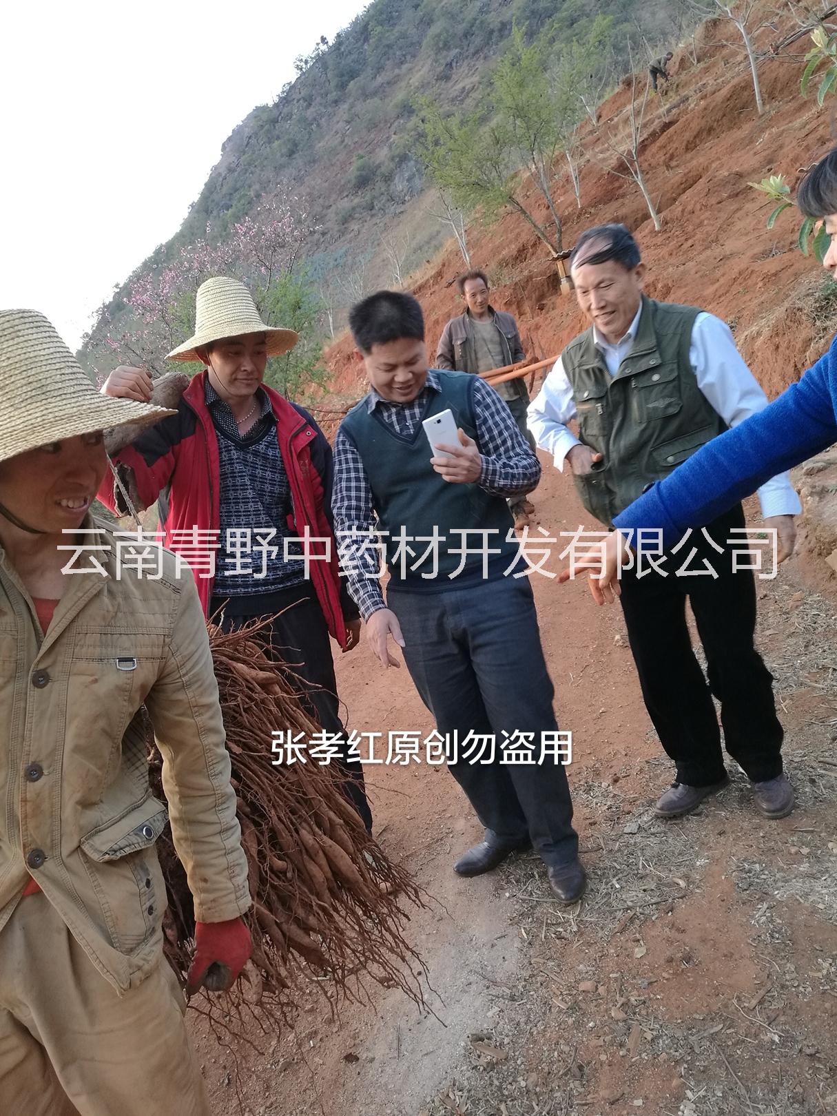 云南大天冬的種植前景如何圖片/云南大天冬的種植前景如何樣板圖 (4)