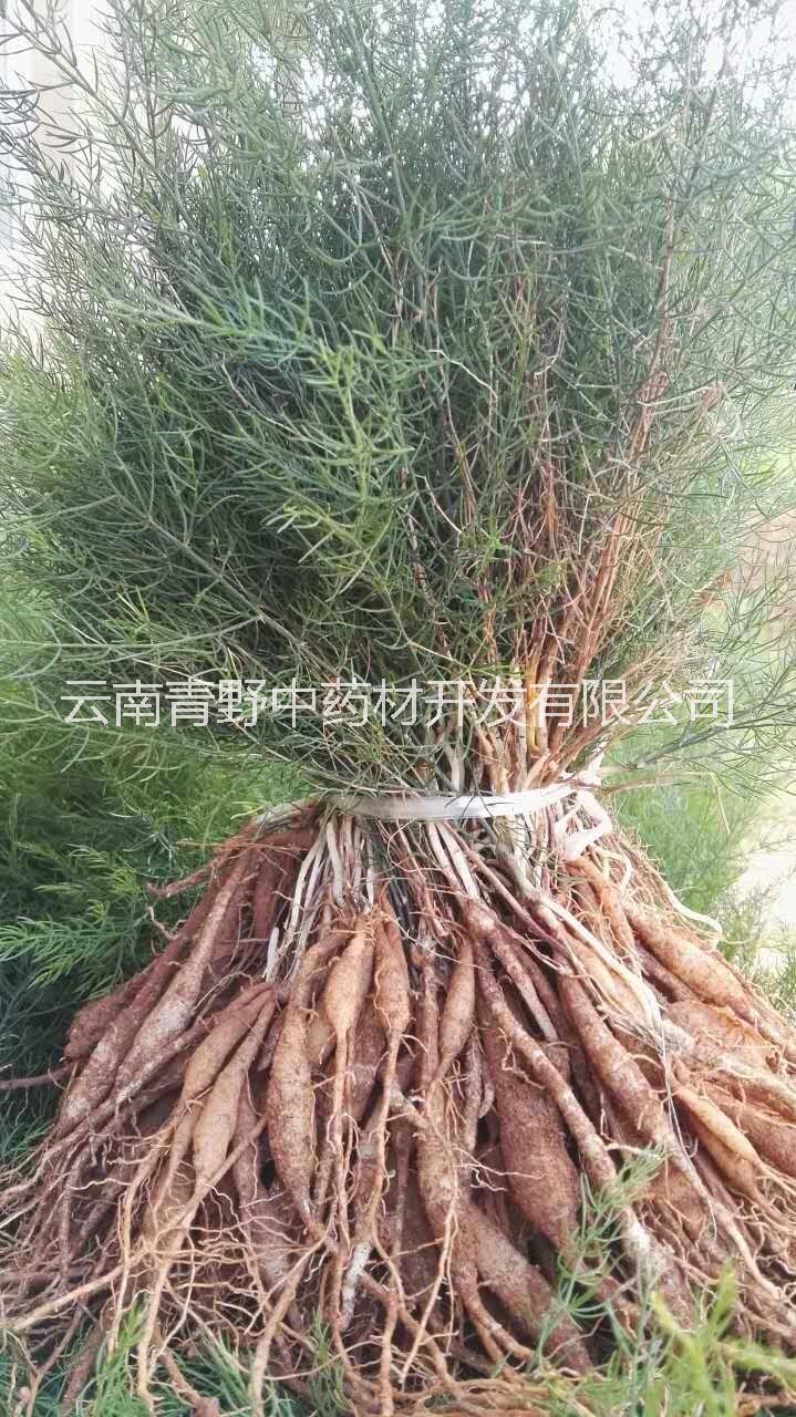 大天冬種苗批發(fā)圖片/大天冬種苗批發(fā)樣板圖 (3)