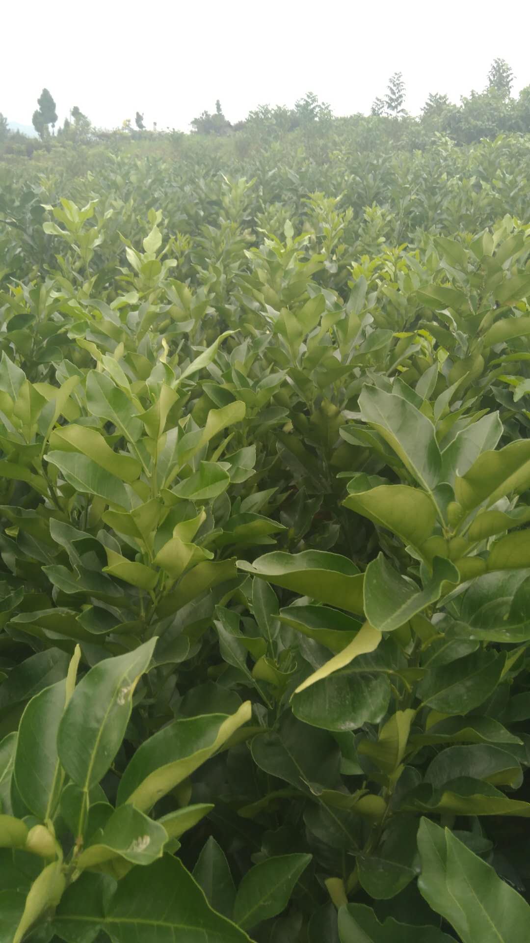 大雅圖片/大雅樣板圖 (3)