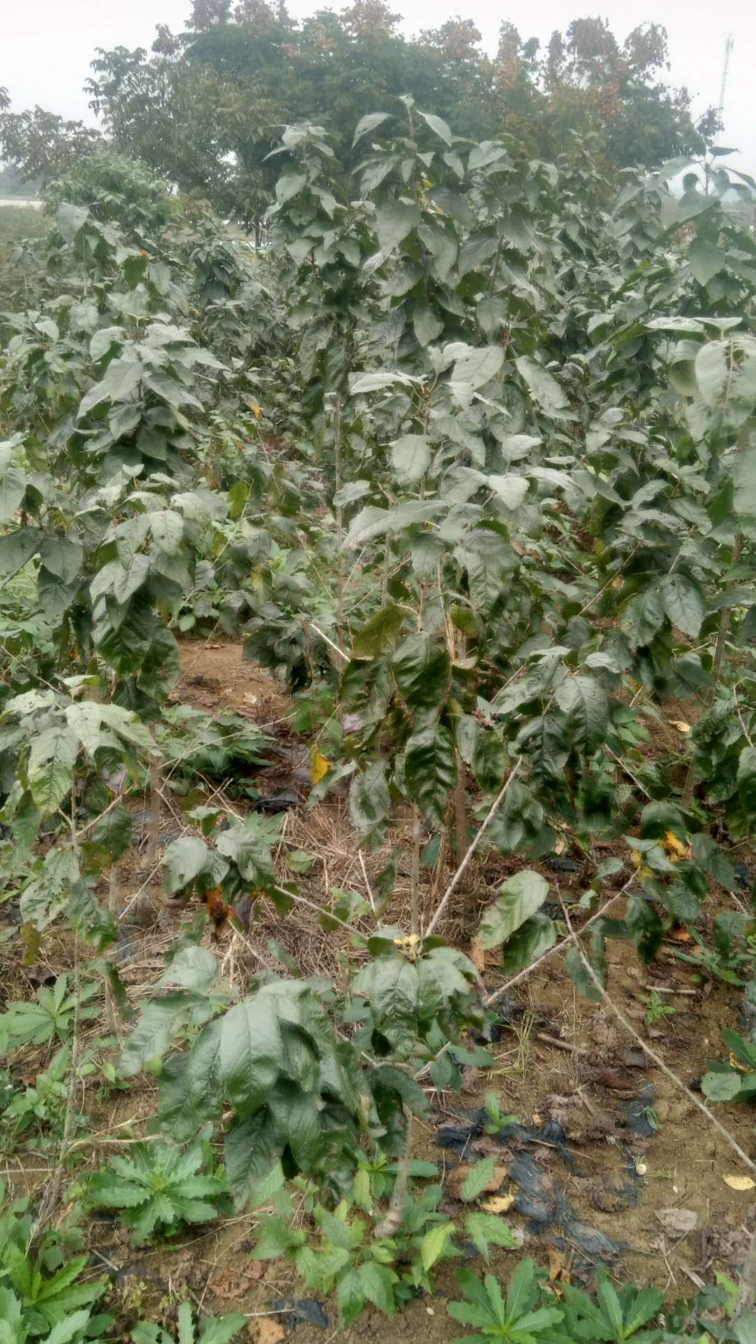 優(yōu)質(zhì)櫻桃圖片/優(yōu)質(zhì)櫻桃樣板圖 (1)