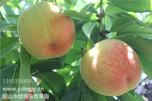 水蜜桃圖片/水蜜桃樣板圖 (1)