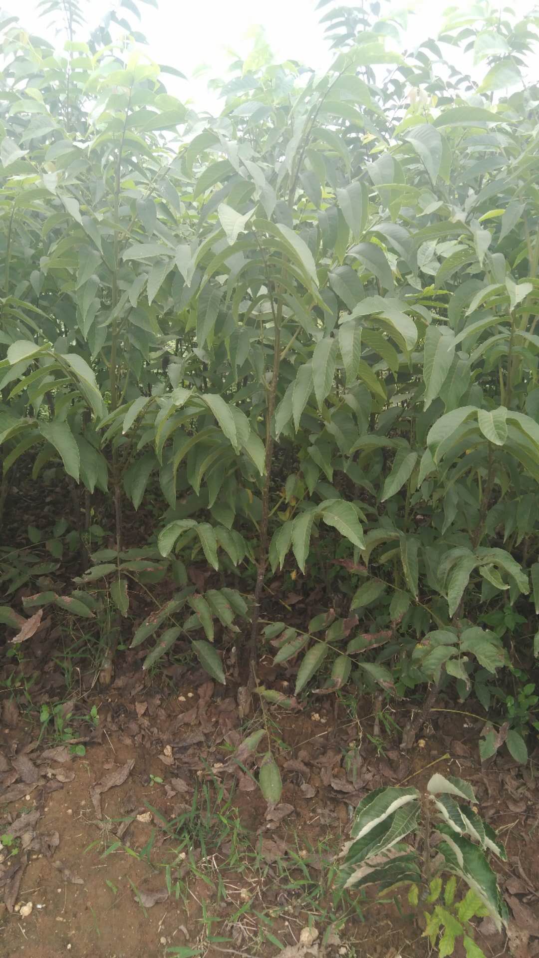 核桃苗圖片/核桃苗樣板圖 (3)