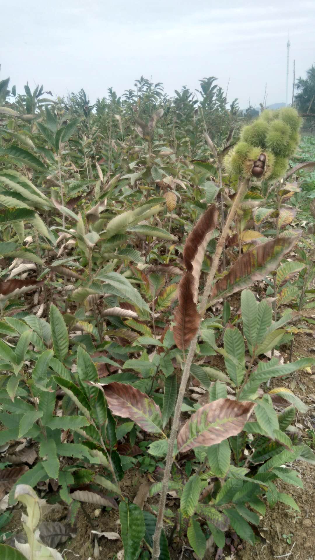 成都市圖片/成都市樣板圖 (2)