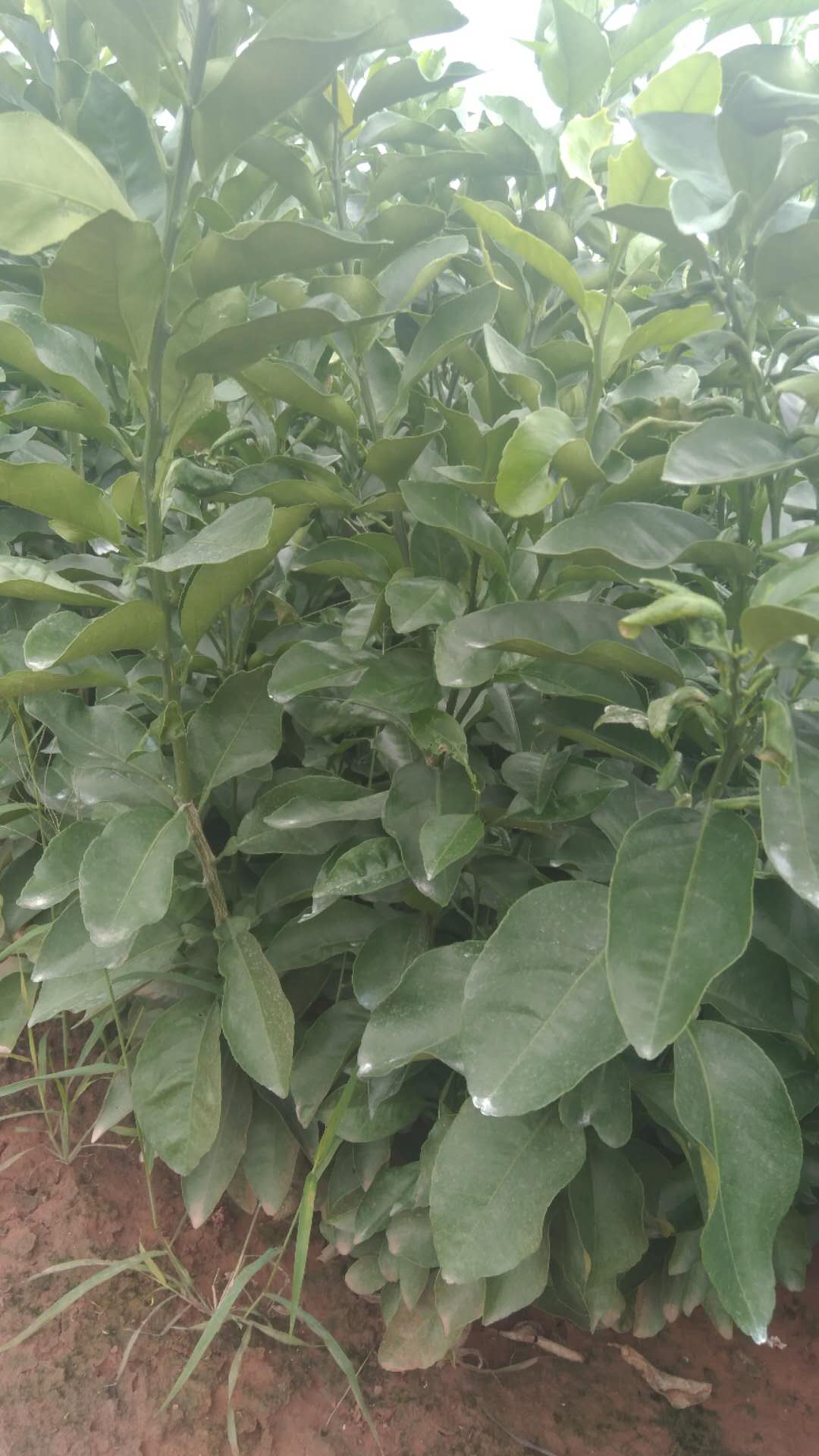 紅心柚圖片/紅心柚樣板圖 (2)