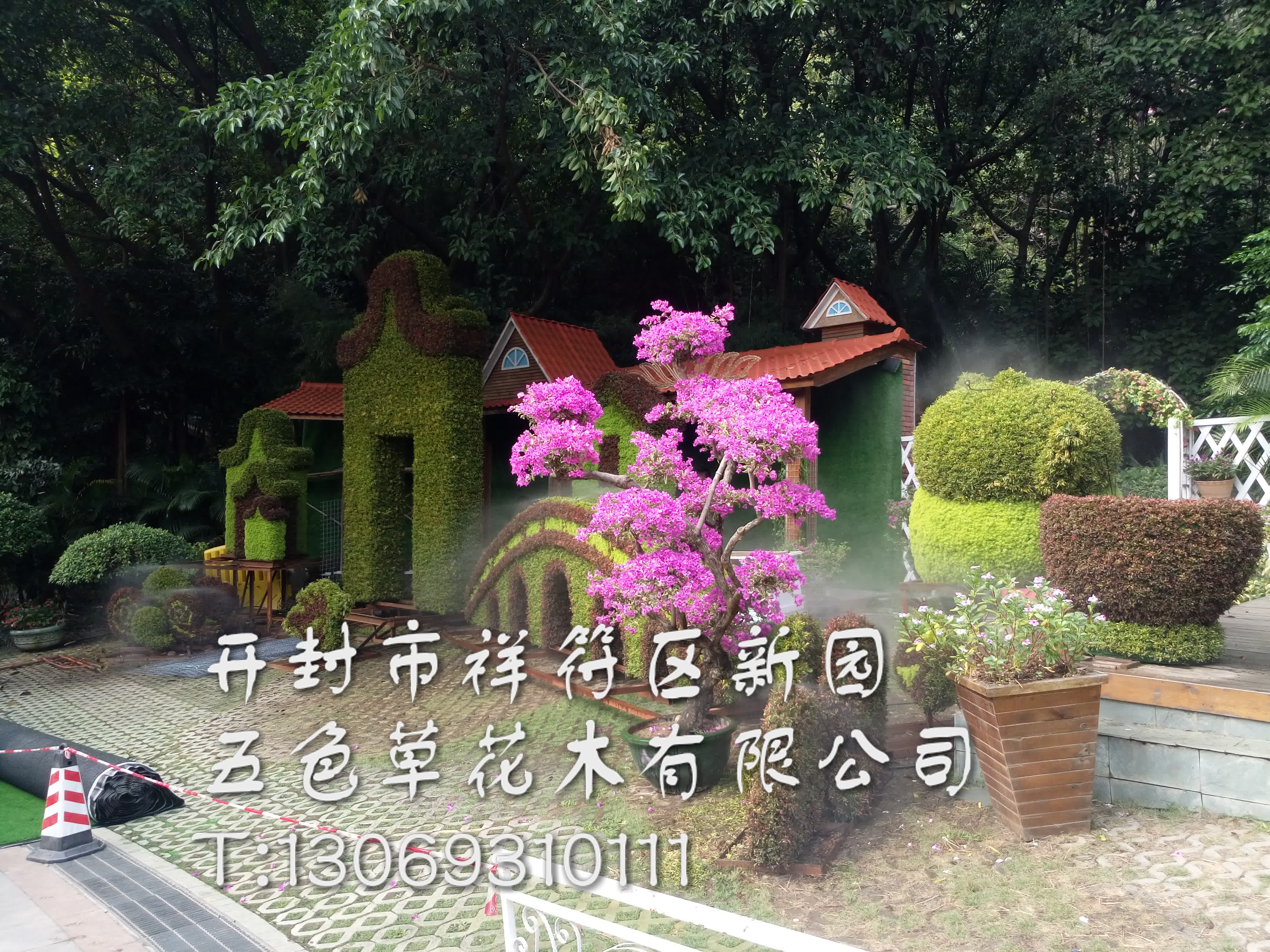 五色草圖片/五色草樣板圖 (2)