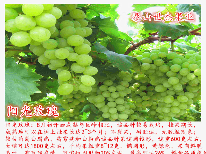 葡萄苗圖片/葡萄苗樣板圖 (1)