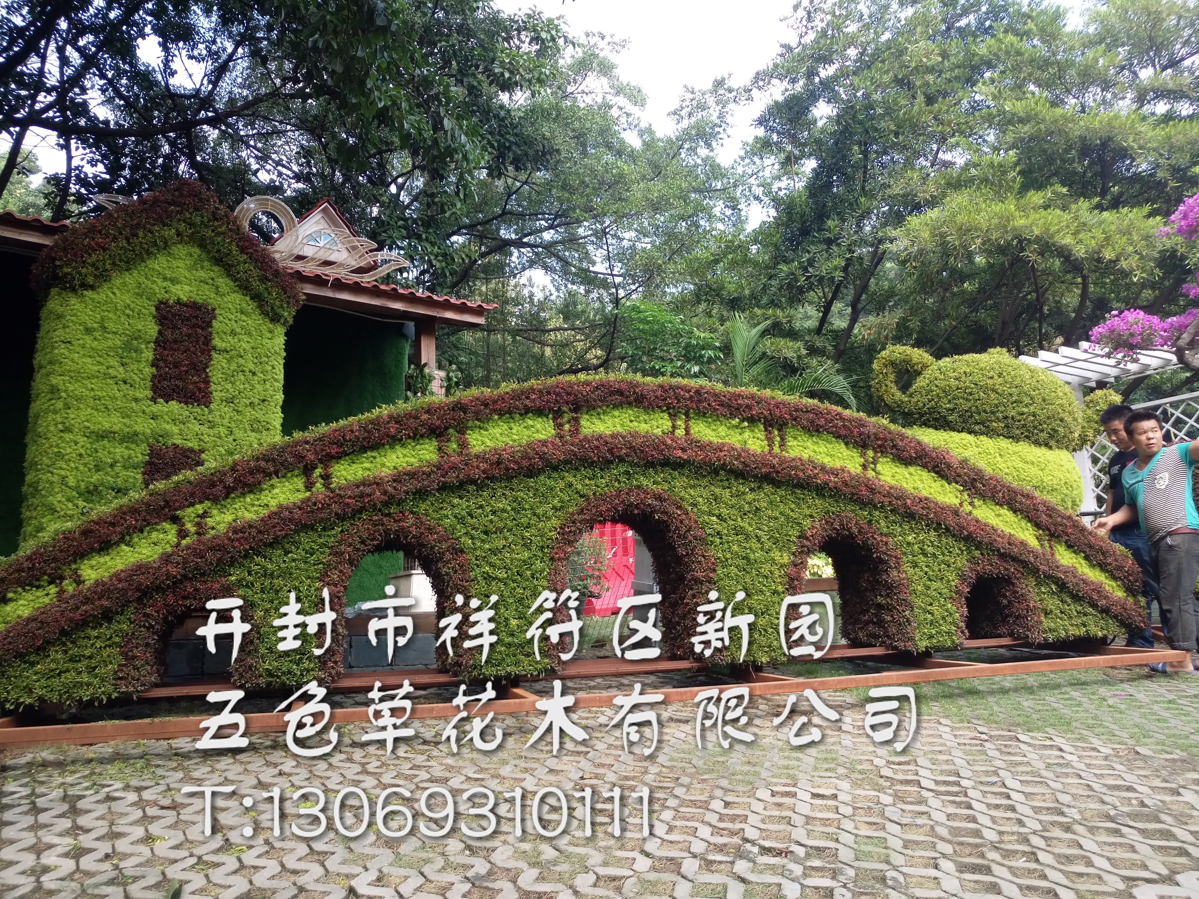 五色草圖片/五色草樣板圖 (3)