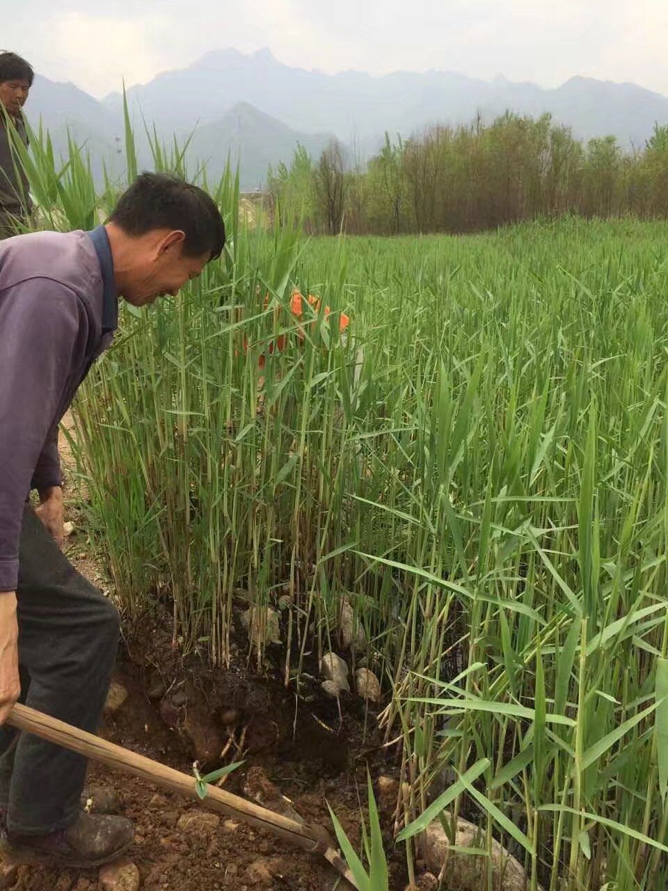 黃菖蒲，蘆葦，花葉盧竹預(yù)訂中圖片/黃菖蒲，蘆葦，花葉盧竹預(yù)訂中樣板圖 (3)