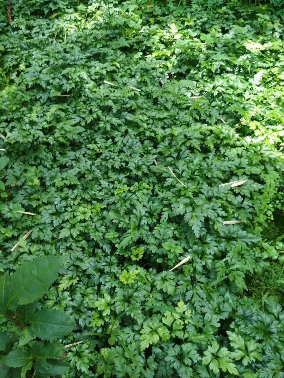 黃連苗圖片/黃連苗樣板圖 (4)