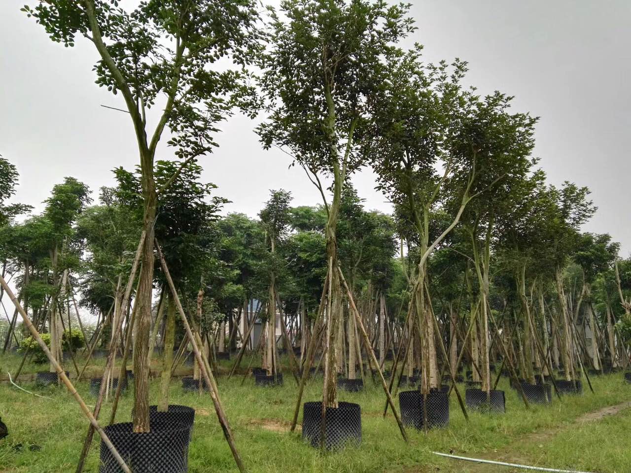 黃花風(fēng)鈴木圖片/黃花風(fēng)鈴木樣板圖 (3)